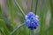 Opened blue blossom of muscari flower