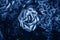 Opened bud of a rose in the warm summer in the garden in classic blue. Trendy toning and contrasting background for design. Copy