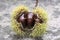 Opened castanea sativa, sweet chestnuts hidden in spiny cupules, tasty brownish nuts marron fruits