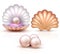 Opened and closed seashells with pearls isolated. Shellfish vector illustration for beauty and luxury concept