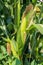 Opened cob of fresh green ripening corn with grains