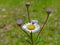 Opened Daisy Surrounded By Unopened Flowers