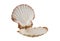 Opened empty scallop shell