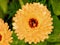 Opened Flower Heads of Marigolds Look Human Chakras