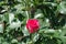 Almost opened flower of magenta-colored rose in May