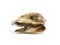 An opened fresh oyster isolated on a white background. Delicious tropical sea mollusk. The greatest delicacy. Copy space