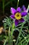 Opened lumbago, dream-grass, lat. Anemone patens, is a perennial plant that blooms from April to June. It is an incredibly