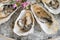 Opened Oysters On Ice, Decorated With Herbs And Flowers