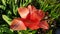 Opened petals of tulip blossoms closeup on green blurred background of grass lawn. Red flower and green leaves. Floral backdrop.