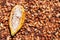 Opened ripe cocoa pod on drying raw beans background