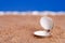 Opened sea shell on beach sand and blue sky