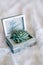 Opened silver box with wedding rings on echeveria on white fabric with patterns.