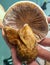 An opened wild mushroom in Guerrero, Mexico.