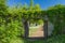 Opened wooden gate covered by green climbing plant