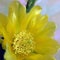 Opened yellow cactus flower with large stamens, pistil and beautiful petals