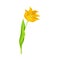 Opened Yellow Tulip Flower Bud on Green Erect Stem with Blade Vector Illustration