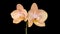 Opening Beautiful Peach Orchid Phalaenopsis Flower