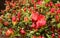 Opening of beautiful red azalea flower in spring garden. Gardening concept. Floral background
