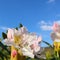 Opening of beautiful white flower of Rhododendron Cunningham`s White against blue sky