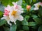 Opening of beautiful white flower of Rhododendron `Cunningham`s White` in the spring garden