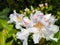 Opening of beautiful white flower of Rhododendron Cunningham`s White in the spring garden. Gardening concept