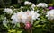 Opening of beautiful white flower of Rhododendron Cunningham`s White in spring garden. Gardening concept