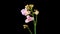 Opening Beautiful White - Pink Orchid Phalaenopsis Flower
