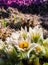 Opening of beautiful white silky flowers pulsatilla alpina in the spring garden