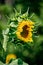 Opening bud of bright sunflower in the center of the frame with blurred bokeh. Side view.