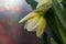 Opening bud of narcissus flower on in springtime macro photography.