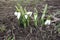 Opening buds of common snowdrops in March