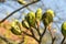 Opening buds of leafs in early spring