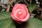 Opening Camellia Bloom