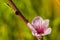 Opening Flower and Leaves on Peach Branch