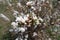 Opening flowers of prunus tomentosa