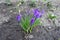 Opening flowers of violet Crocus vernus