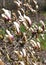 Opening large buds of Magnolia sulange in bright spring day.