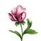 Opening pink peony flower and green curly leaves illustration