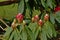 Opening pink rhododendron buds, about to blossom