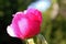 OPENING PINK ROSE BUD IN A GARDEN