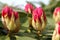 Opening red rhododendron buds