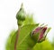 Opening rose buds in a garden