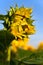 Opening Sunflower Against Blue Sky From Side