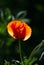 Opening Sunlit Red Poppy with Green Background