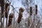 Opening thickets of reeds and cattails during the hunting season