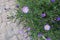 Opening violet flowers of Michaelmas daisies