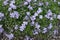 Opening violet flowers of phlox subulata in April