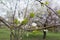 Opening white flowers on branch of cherry in spring