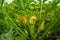 The opening of a yellow flower in zucchini in the garden