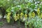 Opening yellow flowers of Berberis vulgaris